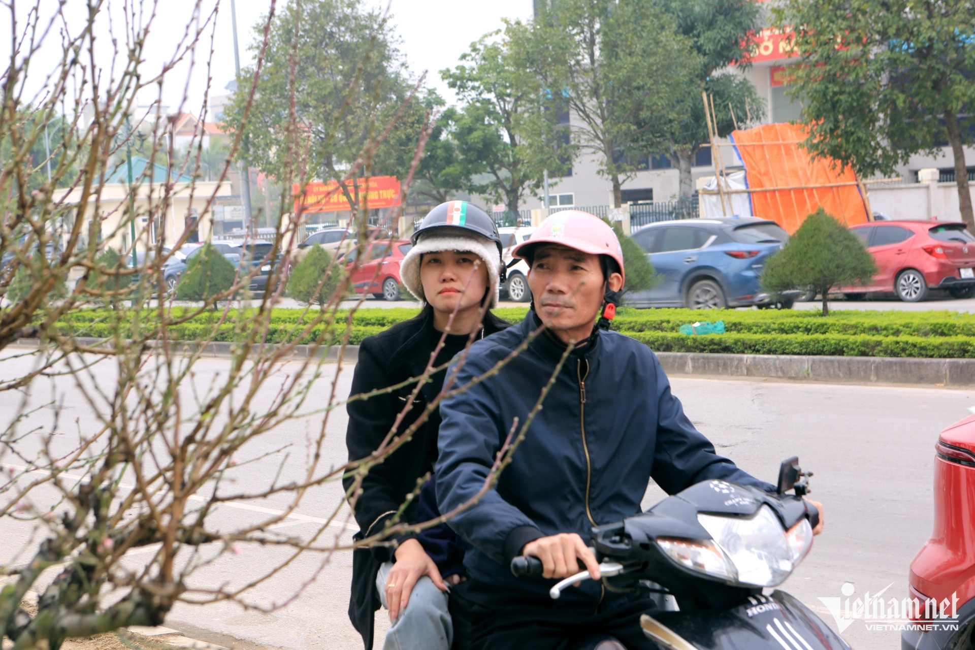 Thuê đào cổ chơi Tết nở rộ ở Thanh Hóa, có cây giá tới 150 triệu đồng插图4 dao co 5.jpg