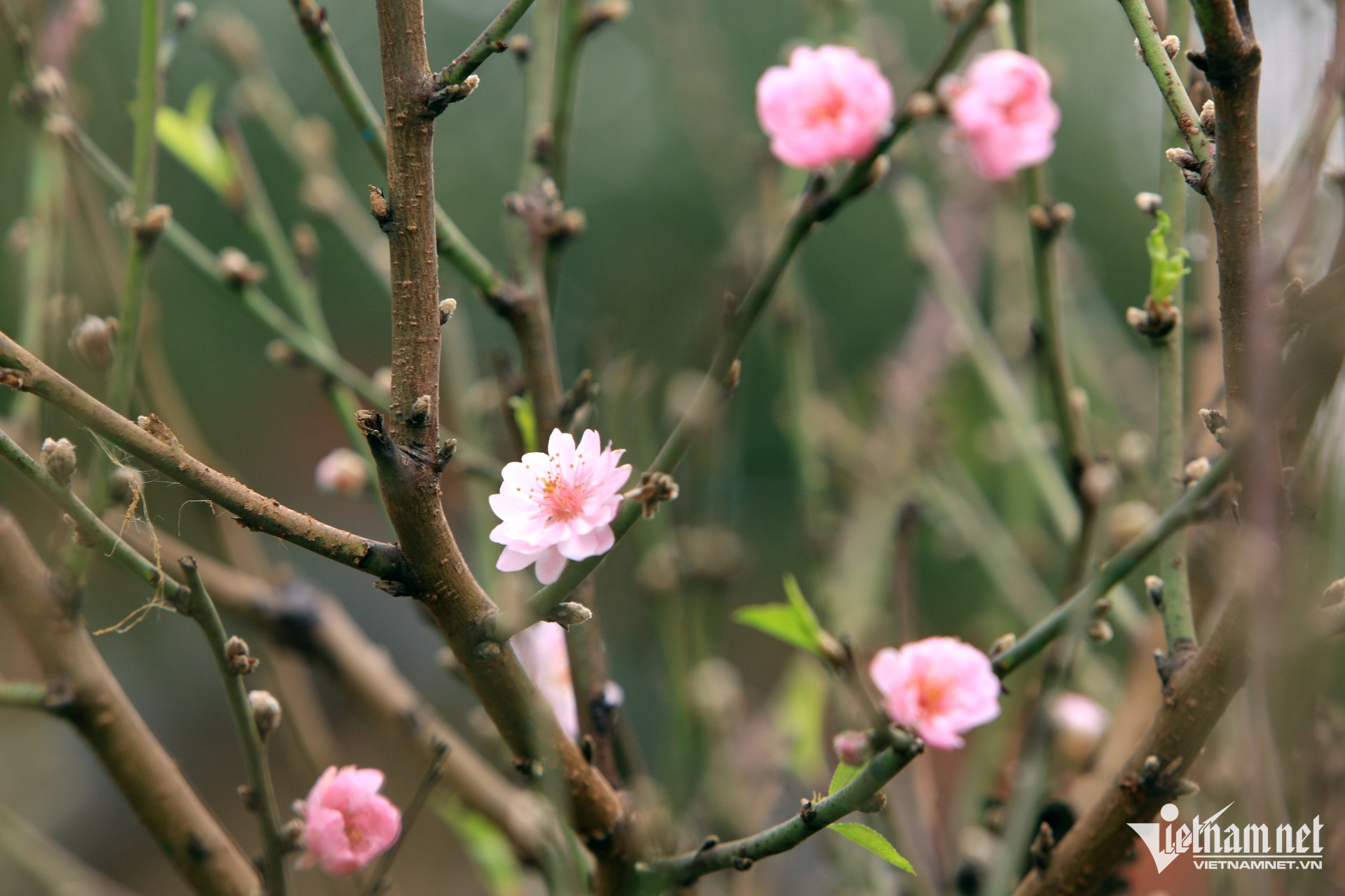 Thuê đào cổ chơi Tết nở rộ ở Thanh Hóa, có cây giá tới 150 triệu đồng插图5 dao co 6.jpg