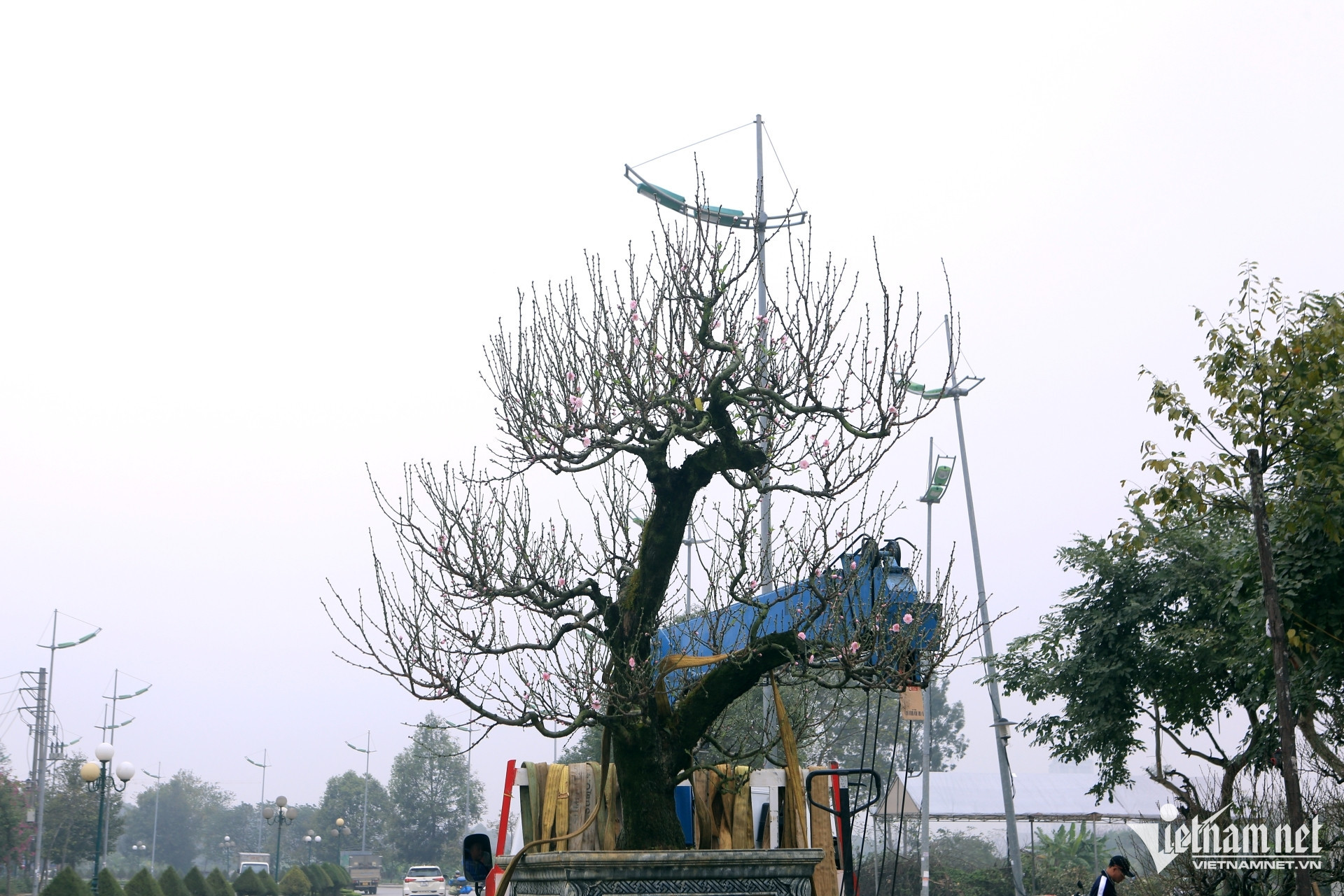 Thuê đào cổ chơi Tết nở rộ ở Thanh Hóa, có cây giá tới 150 triệu đồng插图6 dao co 7.jpg