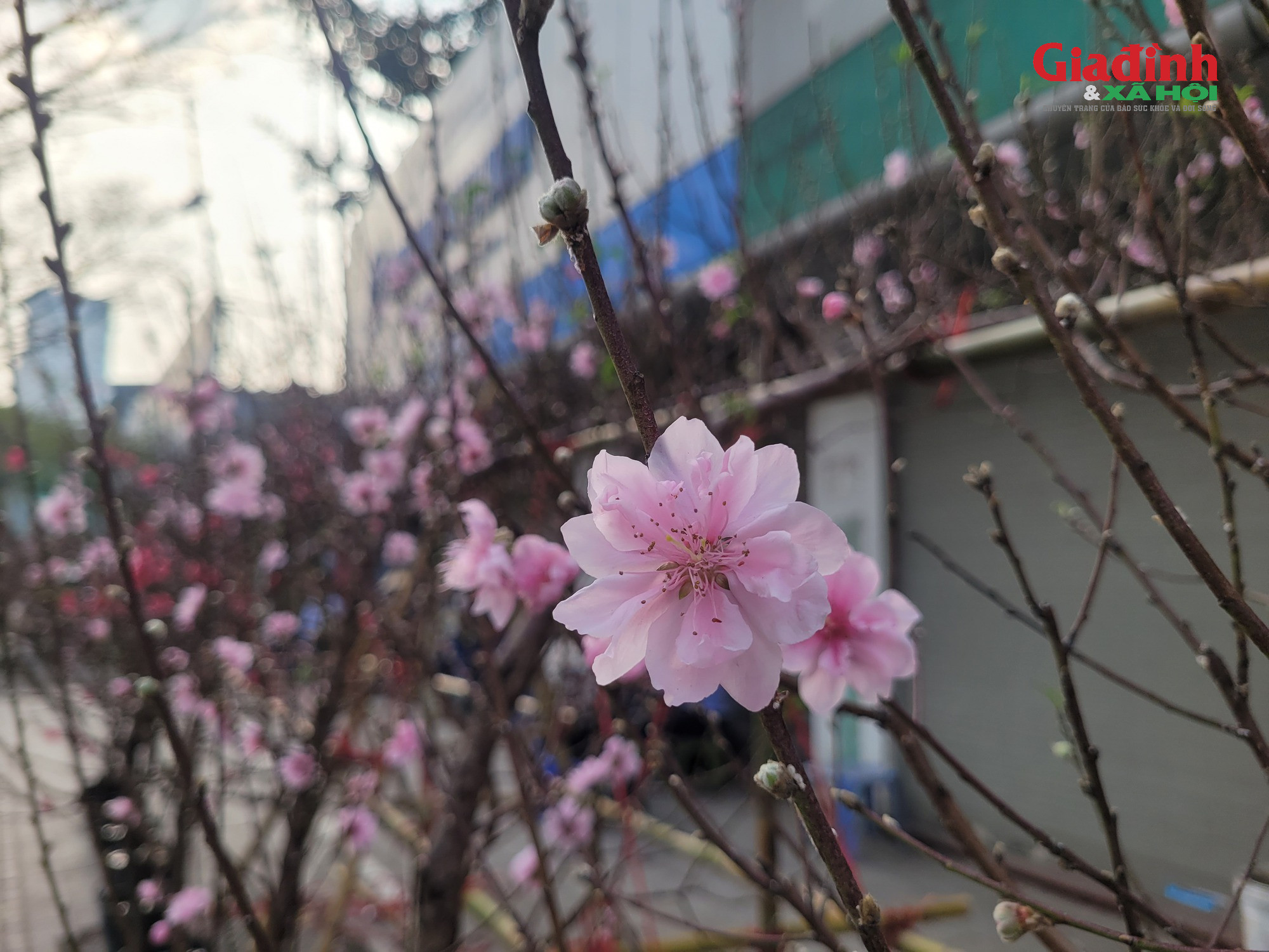 Giá cả đào rừng và đào Nhật tân tại Hà Nội cận Tết 2026Đào rừng 'xuống phố' Thủ đô ngày cận Tết, giá bán đắt đỏ, khởi điểm từ 120.000 đồng/cành - Ảnh 6.