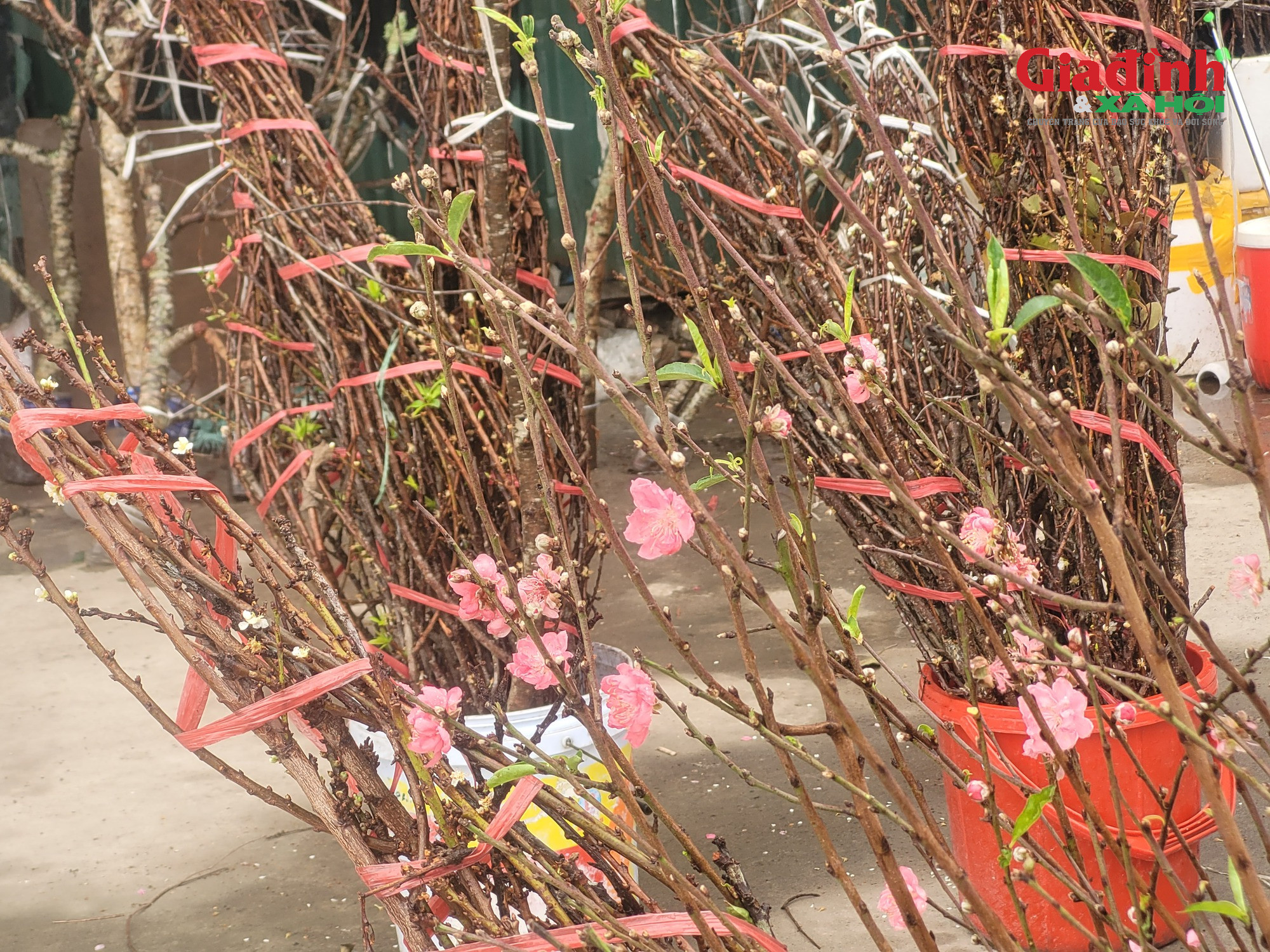 Đào rừng ‘xuống phố’ Thủ đô ngày cận Tết, giá bán khởi điểm từ 120.000 đồng/cành插图5 Giá cả đào rừng và đào Nhật tân tại Hà Nội cận Tết 2026Đào rừng 'xuống phố' Thủ đô ngày cận Tết, giá bán đắt đỏ, khởi điểm từ 120.000 đồng/cành - Ảnh 8.