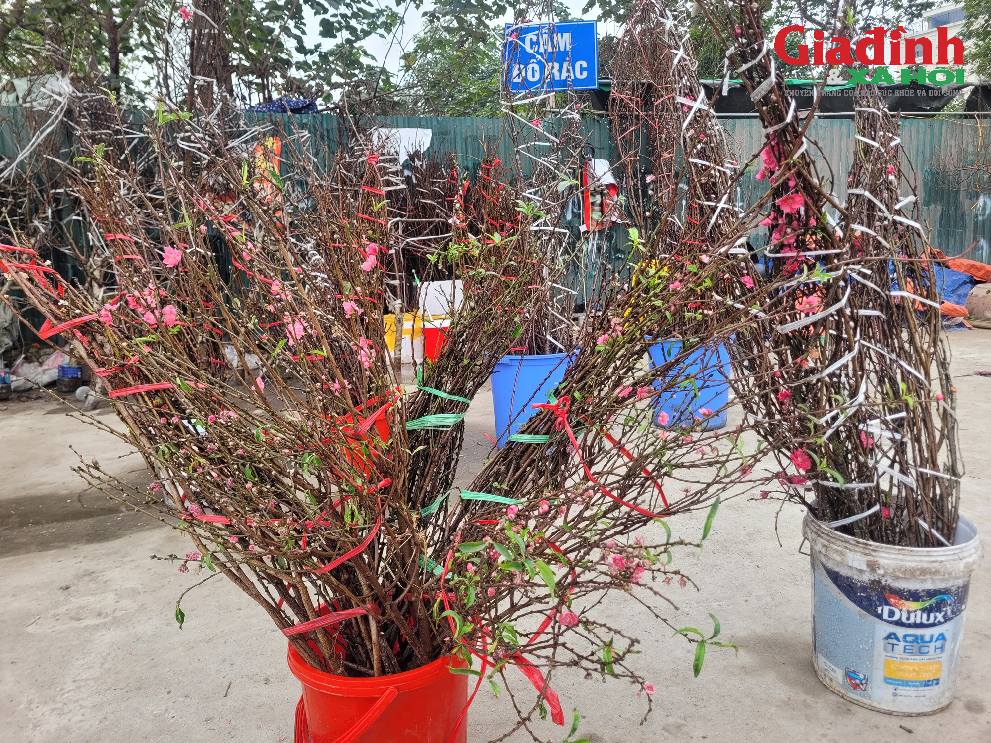 Đào rừng ‘xuống phố’ Thủ đô ngày cận Tết, giá bán khởi điểm từ 120.000 đồng/cành插图1 Giá cả đào rừng và đào Nhật tân tại Hà Nội cận Tết 2026Đào rừng 'xuống phố' Thủ đô ngày cận Tết, giá bán đắt đỏ, khởi điểm từ 120.000 đồng/cành - Ảnh 3.
