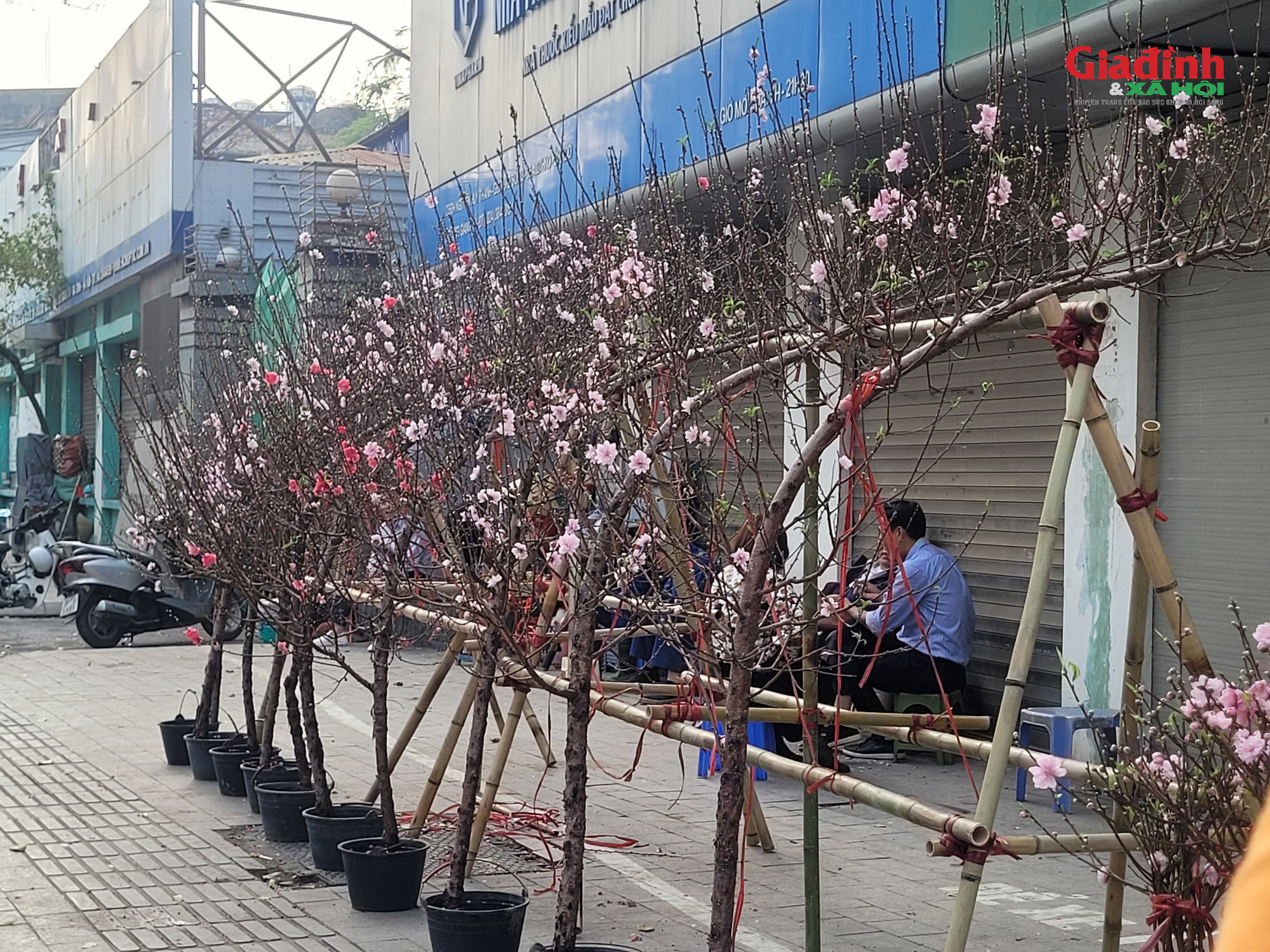 Giá cả đào rừng và đào Nhật tân tại Hà Nội cận Tết 2026Đào rừng 'xuống phố' Thủ đô ngày cận Tết, giá bán đắt đỏ, khởi điểm từ 120.000 đồng/cành - Ảnh 5.