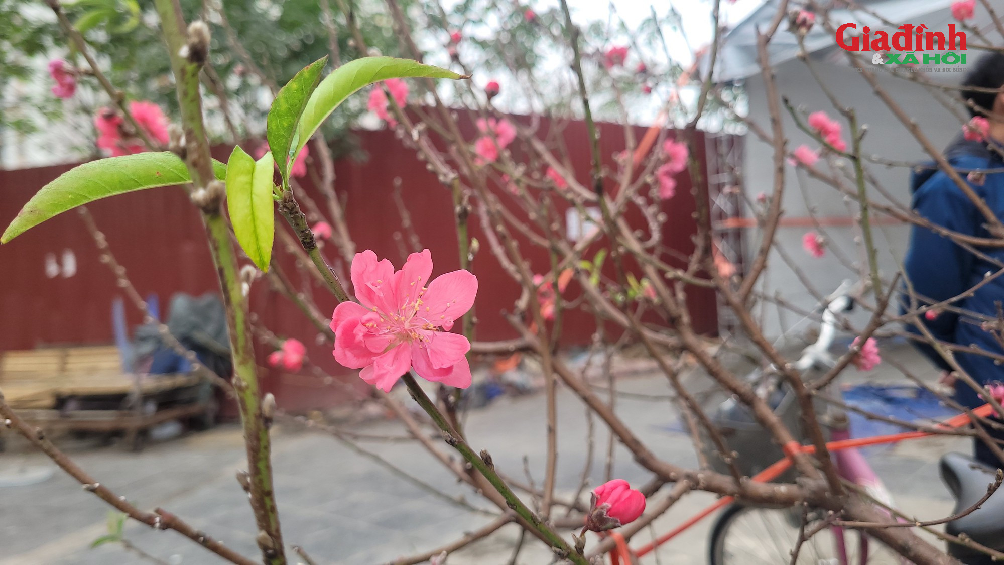 Đào rừng ‘xuống phố’ Thủ đô ngày cận Tết, giá bán khởi điểm từ 120.000 đồng/cành插图4 Giá cả đào rừng và đào Nhật tân tại Hà Nội cận Tết 2026Đào rừng 'xuống phố' Thủ đô ngày cận Tết, giá bán đắt đỏ, khởi điểm từ 120.000 đồng/cành - Ảnh 7.