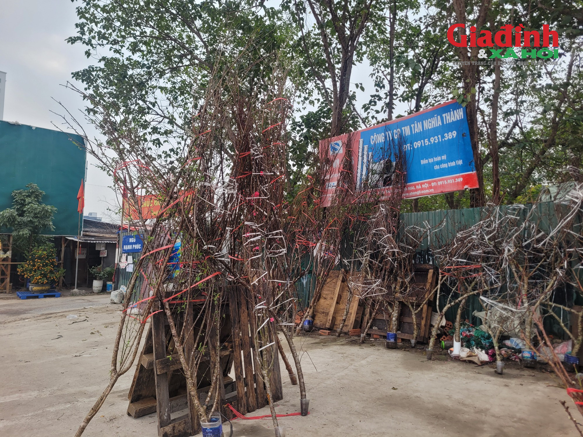 Đào rừng ‘xuống phố’ Thủ đô ngày cận Tết, giá bán khởi điểm từ 120.000 đồng/cành插图 Giá cả đào rừng và đào Nhật tân tại Hà Nội cận Tết 2026Đào rừng 'xuống phố' Thủ đô ngày cận Tết, giá bán đắt đỏ, khởi điểm từ 120.000 đồng/cành - Ảnh 2.