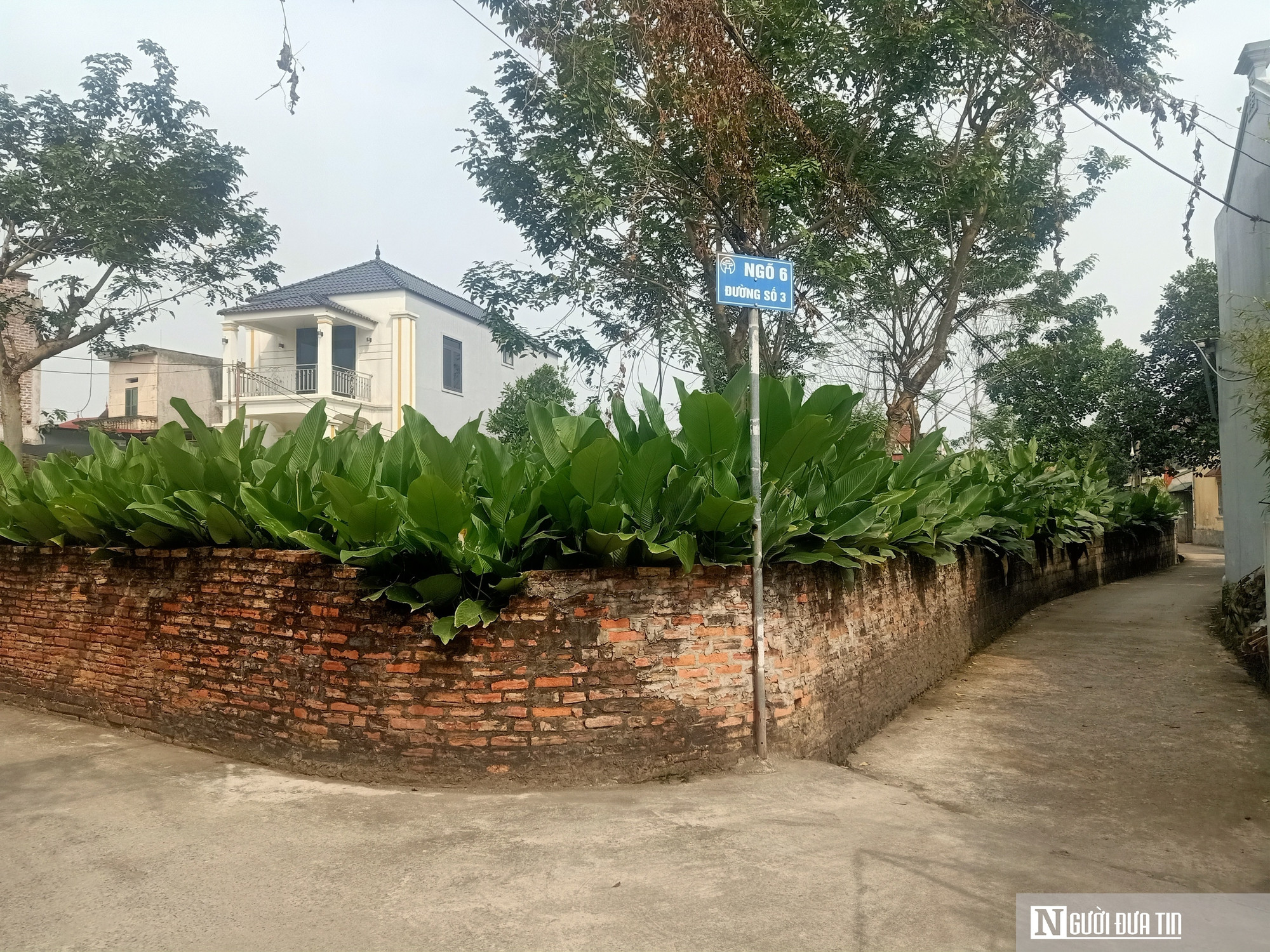 Lá dong Tràng Cát vào vụ Tết, người dân thu tiền triệu插图 Lá dong Tràng Cát vào vụ Tết, người dân thu tiền triệu - Ảnh 1.