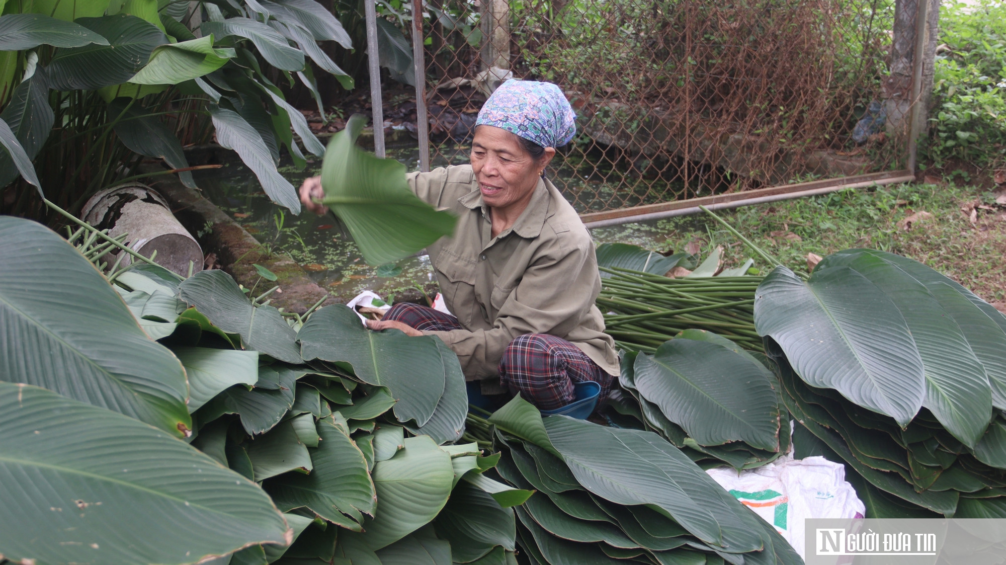 Lá dong Tràng Cát vào vụ Tết, người dân thu tiền triệu - Ảnh 3.