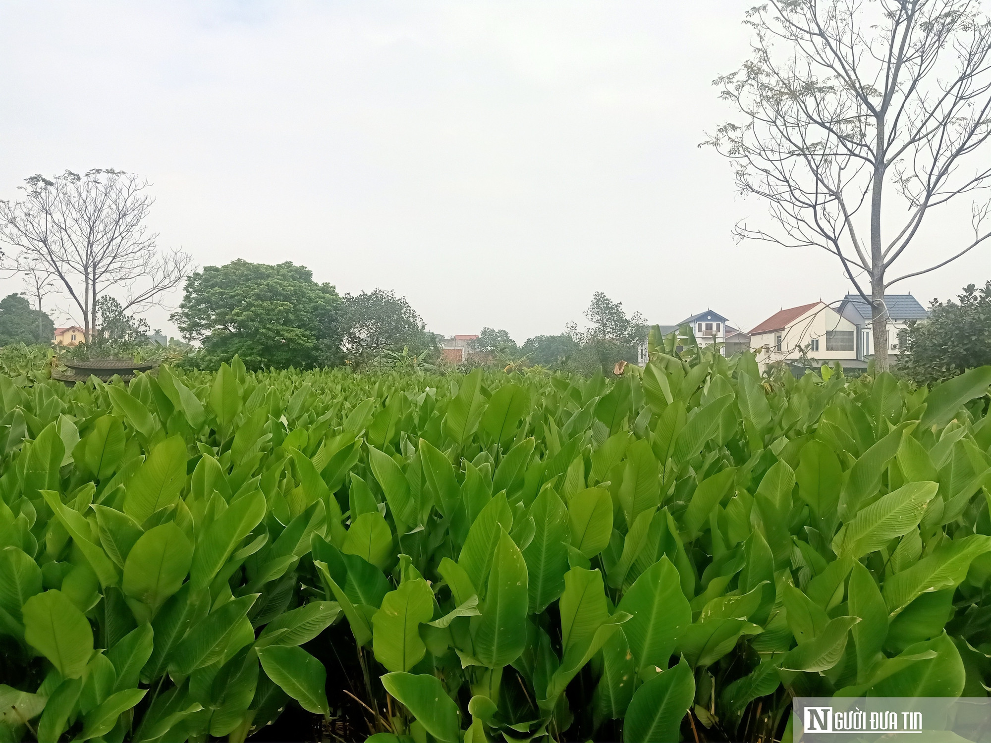 Lá dong Tràng Cát vào vụ Tết, người dân thu tiền triệu插图7 Lá dong Tràng Cát vào vụ Tết, người dân thu tiền triệu - Ảnh 8.