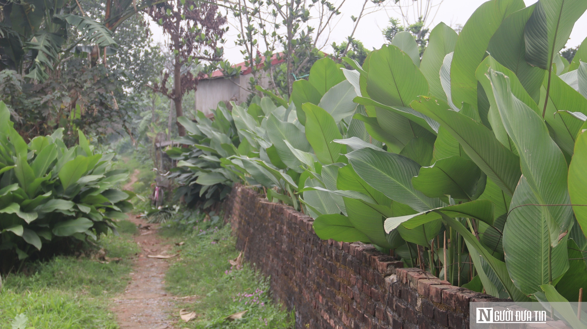 Lá dong Tràng Cát vào vụ Tết, người dân thu tiền triệu插图6 Lá dong Tràng Cát vào vụ Tết, người dân thu tiền triệu - Ảnh 7.