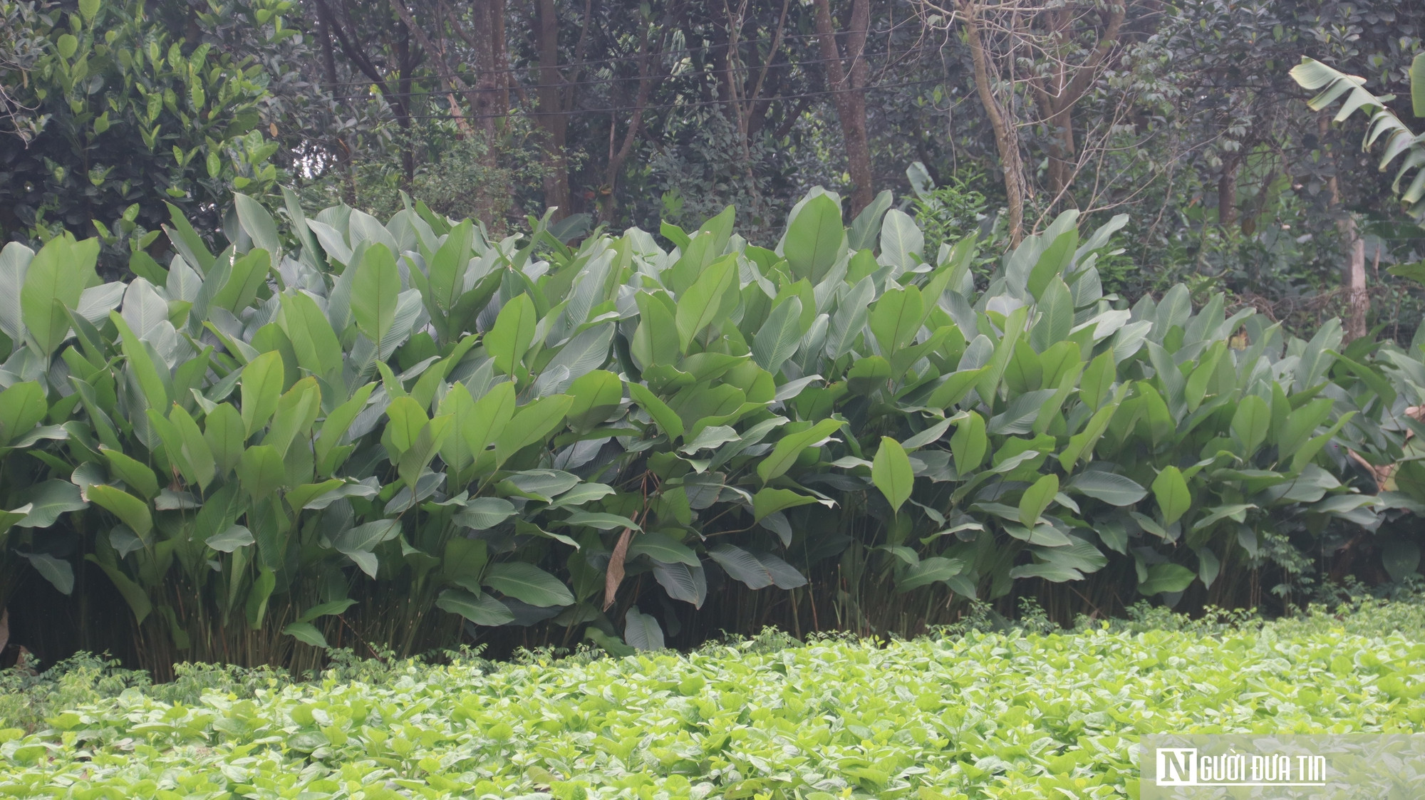 Lá dong Tràng Cát vào vụ Tết, người dân thu tiền triệu - Ảnh 6.