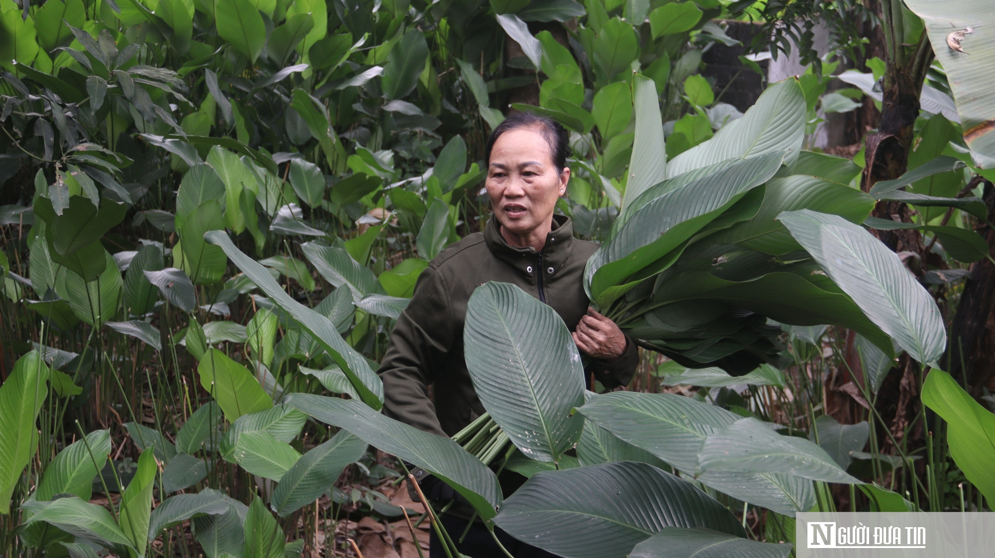 Lá dong Tràng Cát vào vụ Tết, người dân thu tiền triệu插图1 Lá dong Tràng Cát vào vụ Tết, người dân thu tiền triệu - Ảnh 2.