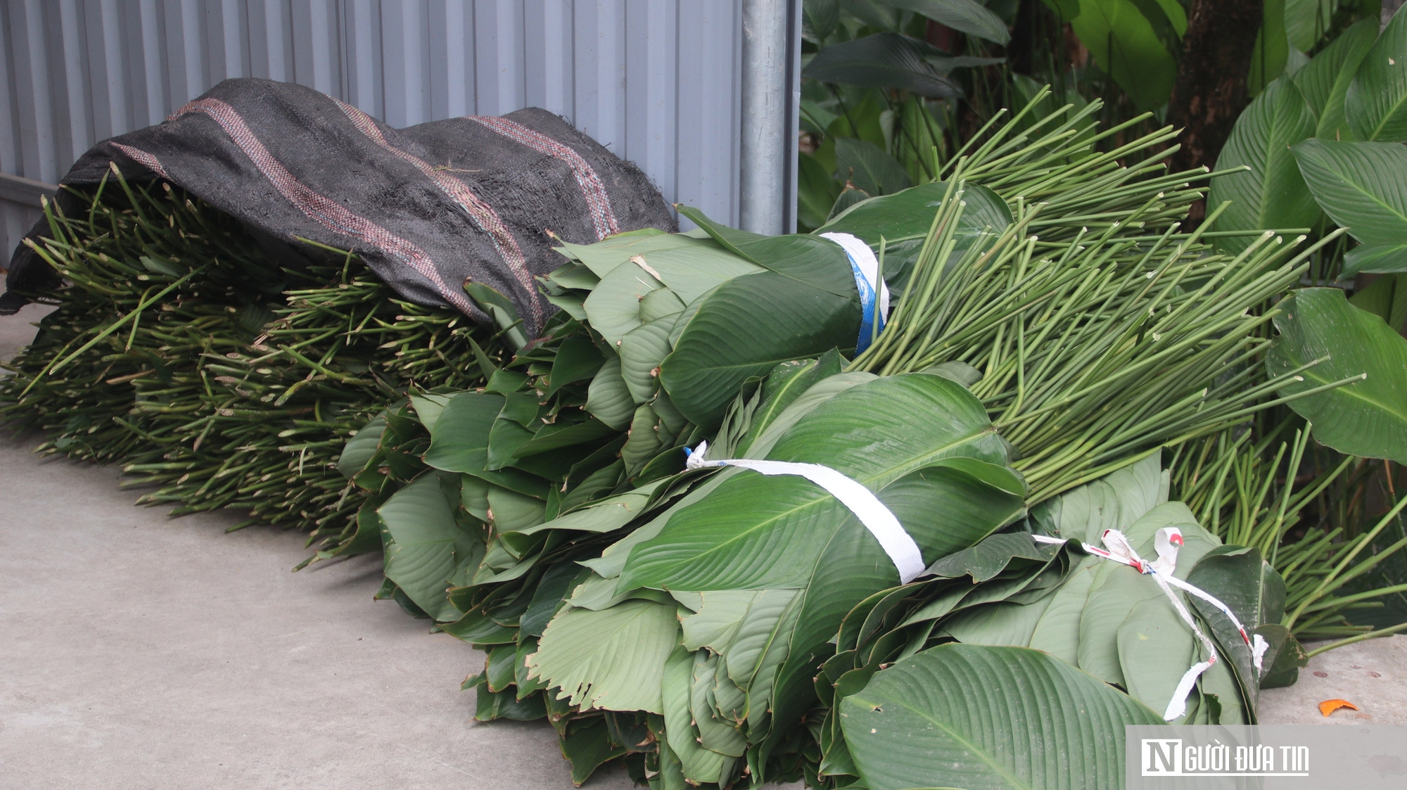 Lá dong Tràng Cát vào vụ Tết, người dân thu tiền triệu - Ảnh 4.