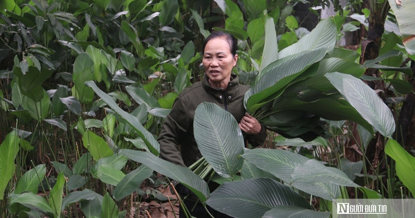 Thất thu cam ‘tiến vua’ vụ Tết插图9