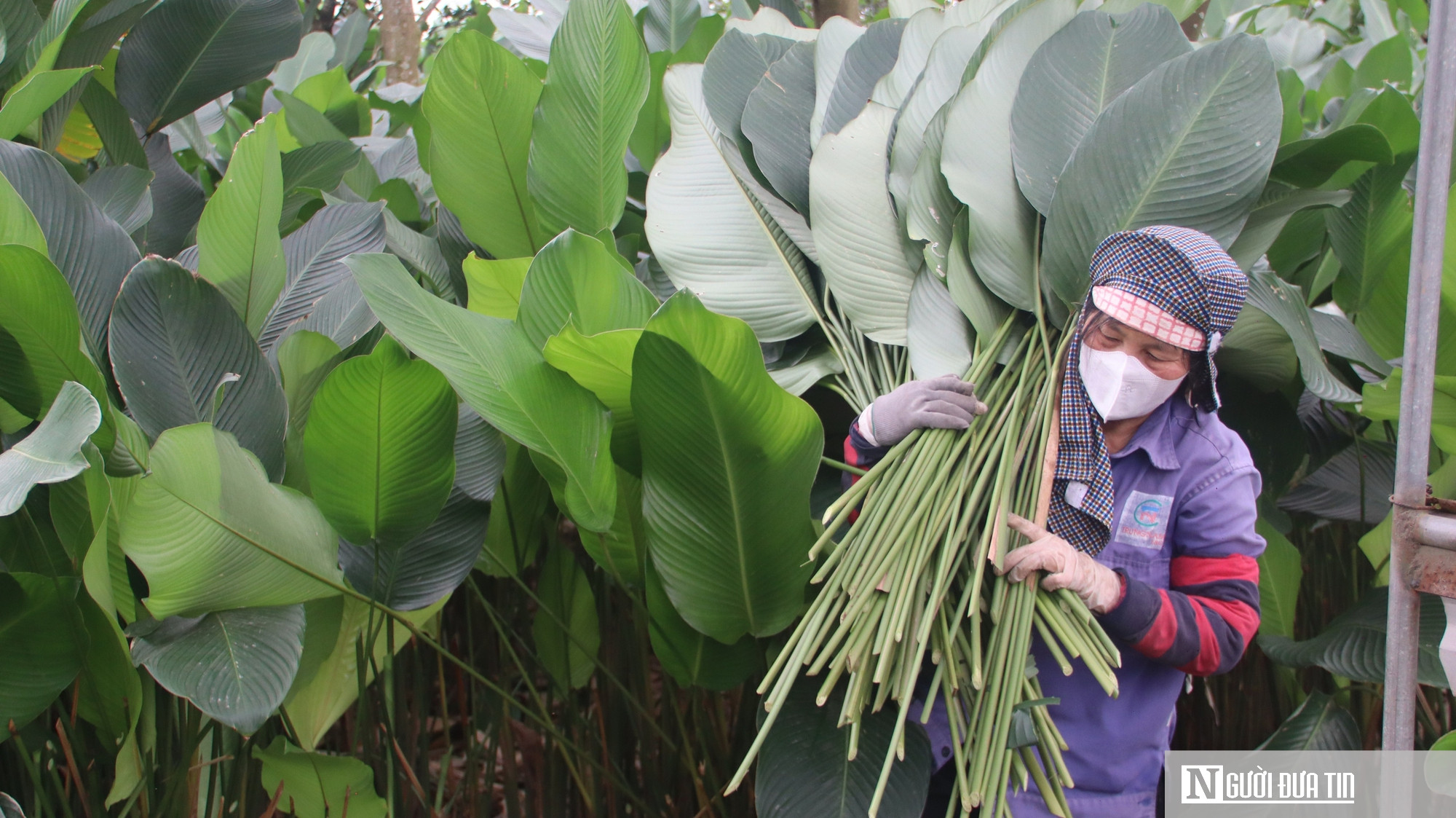 Lá dong Tràng Cát vào vụ Tết, người dân thu tiền triệu - Ảnh 5.