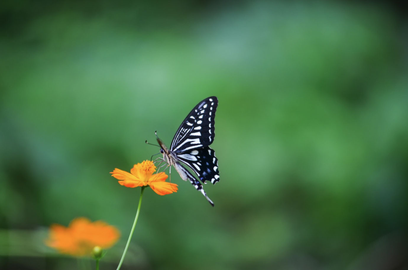 Sinh 3 tháng Âm lịch này, khó khăn mấy cũng có người kéo lên - Ảnh 2.