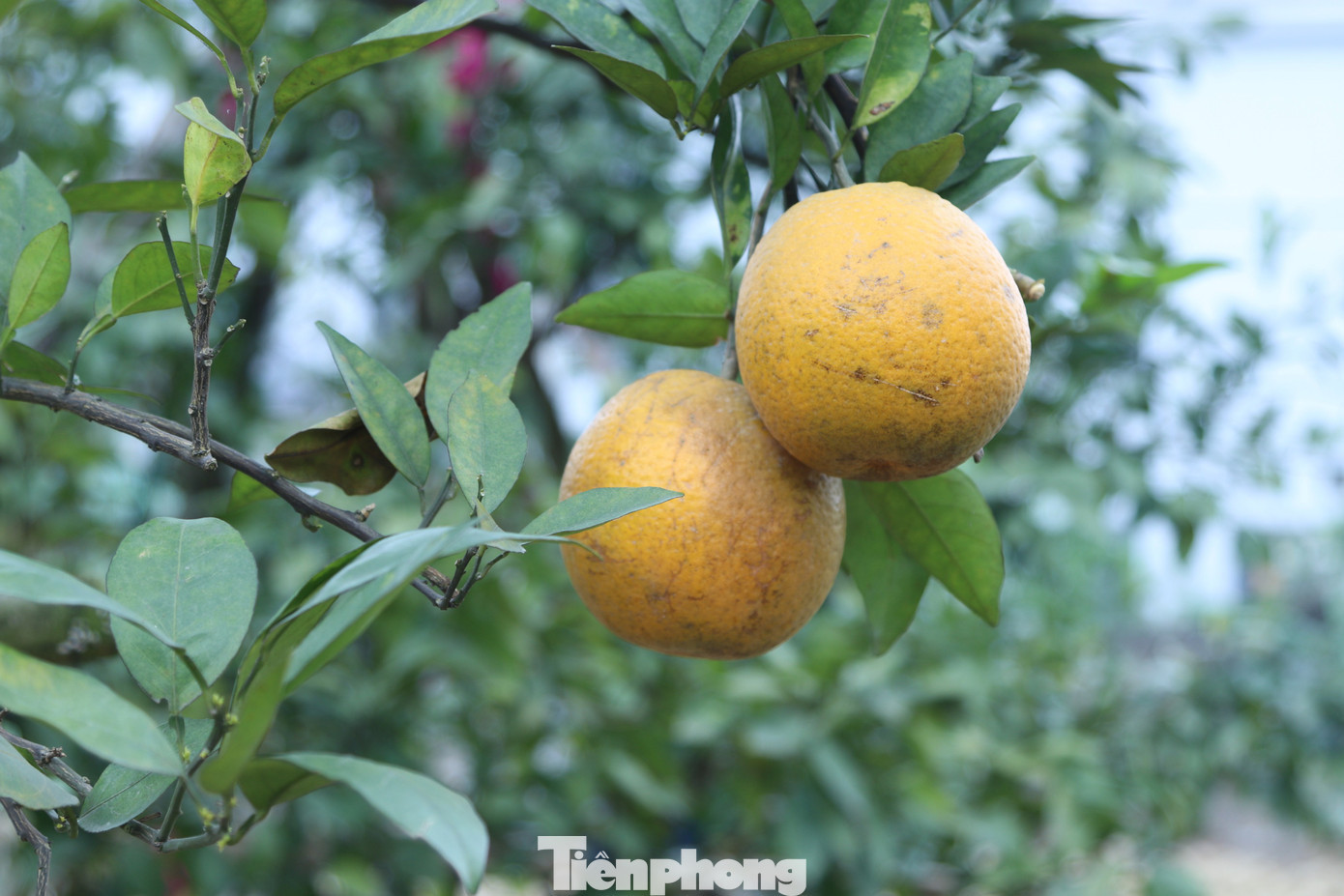 Thất thu cam ‘tiến vua’ vụ Tết插图 tp-13.jpg