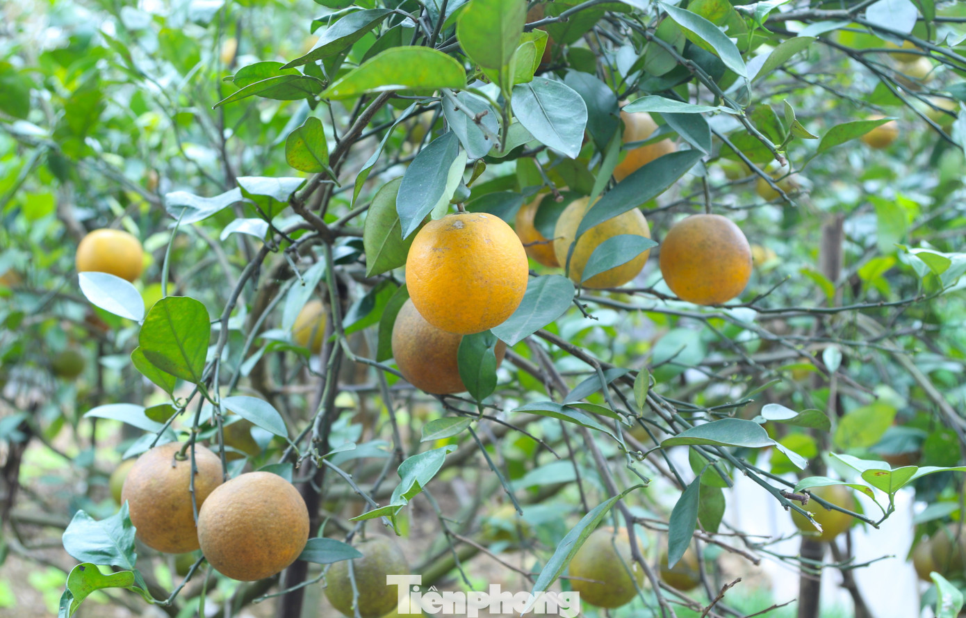 Thất thu cam ‘tiến vua’ vụ Tết插图3 tp-8.jpg