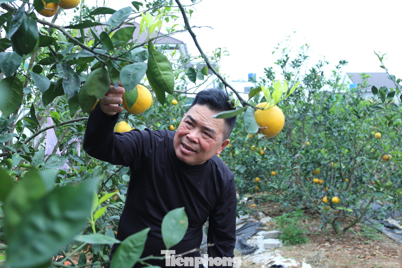 Thất thu cam ‘tiến vua’ vụ Tết插图2 tp-17.jpg