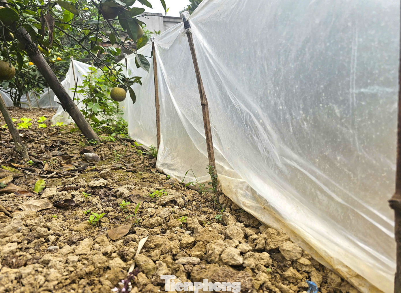 Thất thu cam ‘tiến vua’ vụ Tết插图5 tp-6.jpg