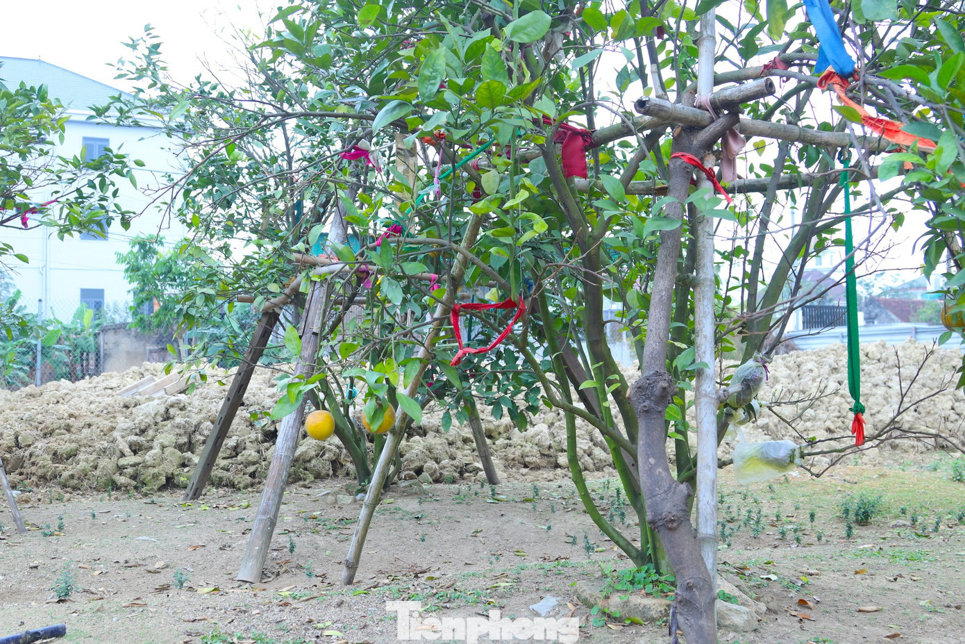 Thất thu cam ‘tiến vua’ vụ Tết插图4 tp-12.jpg