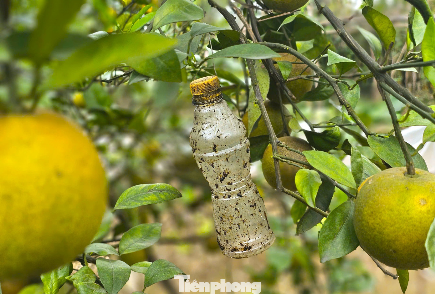 Thất thu cam ‘tiến vua’ vụ Tết插图6 tp-4.jpg