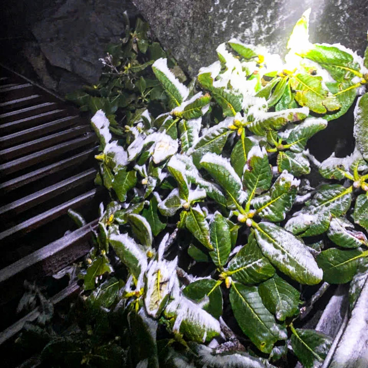 Nhiệt độ giảm xuống -3°C rạng sáng, băng giá phủ trắng đỉnh Fansipan - 3