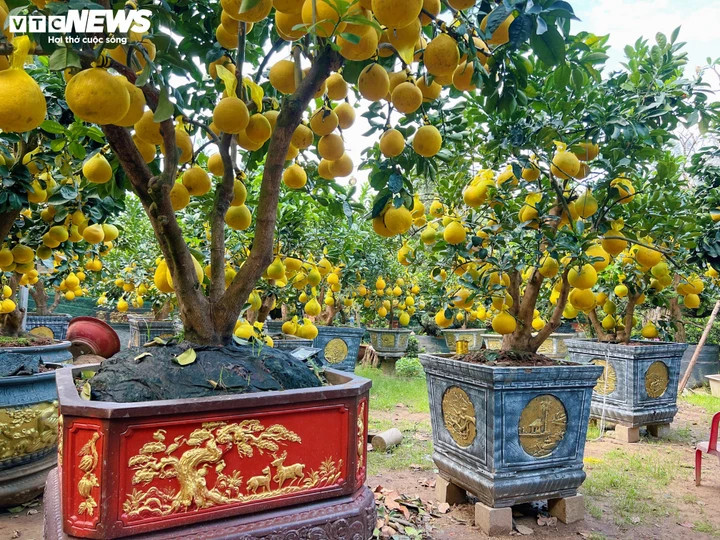 Nguồn cung giảm sâu đã đẩy giá bưởi Diễn năm nay lên mức cao nhất trong nhiều năm. So với Tết năm ngoái, giá bưởi tăng từ 30 - 40%, đặc biệt là những cây dáng đẹp, tán tròn đều, trái phân bố dày và đồng màu.