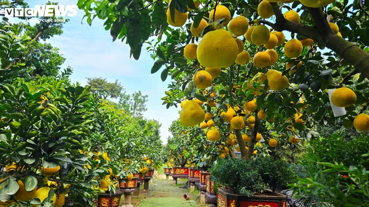 Khi được đưa vào TP.HCM từ sớm, cây bưởi Diễn nhanh chóng thích nghi với nền nhiệt ấm và ổn định hơn. Sau một thời gian dưỡng cây, bưởi bắt đầu hồi sức, bung lộc non, tạo tiền đề cho tán lá xanh, dáng cây đều khi bước vào mùa hoa Tết.