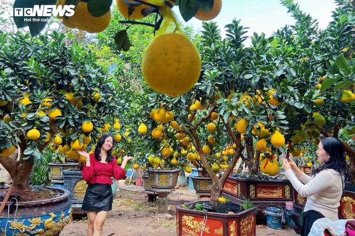 Những ngày này, vườn bưởi Diễn thu hút đông người dân và khách tham quan tìm đến chụp hình, ghi lại khoảnh khắc bên những chậu bưởi trĩu quả, màu sắc bắt mắt. Nhiều người cho biết thích thú trước không khí Tết đến sớm và vẻ đẹp đặc trưng của bưởi Diễn giữa lòng TP.HCM.