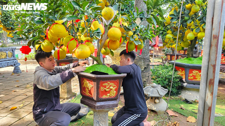 Thị trường bưởi Diễn năm nay được đánh giá là đặc biệt khắc nghiệt khi sản lượng giảm mạnh so với năm ngoái. Theo các nhà vườn, số lượng bưởi đủ tiêu chuẩn lên chậu bán Tết giảm khoảng 60%, tức hơn một nửa nguồn cung đã bị “rơi rụng” từ sớm.