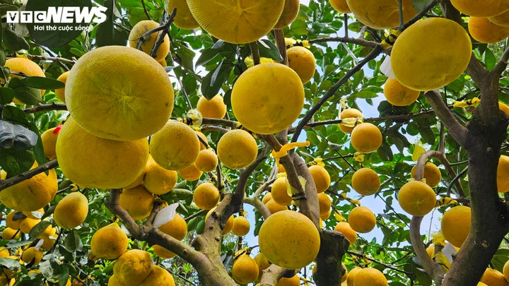 Nguyên nhân chính đến từ thiên tai và mưa bão kéo dài trong năm trước. Nhiều vườn bưởi tại miền Bắc bị ngập nước, thối rễ, cây suy yếu, không kịp phục hồi để xử lý ra trái đúng vụ, dẫn đến tình trạng khan hiếm bưởi cảnh ngay từ đầu mùa.