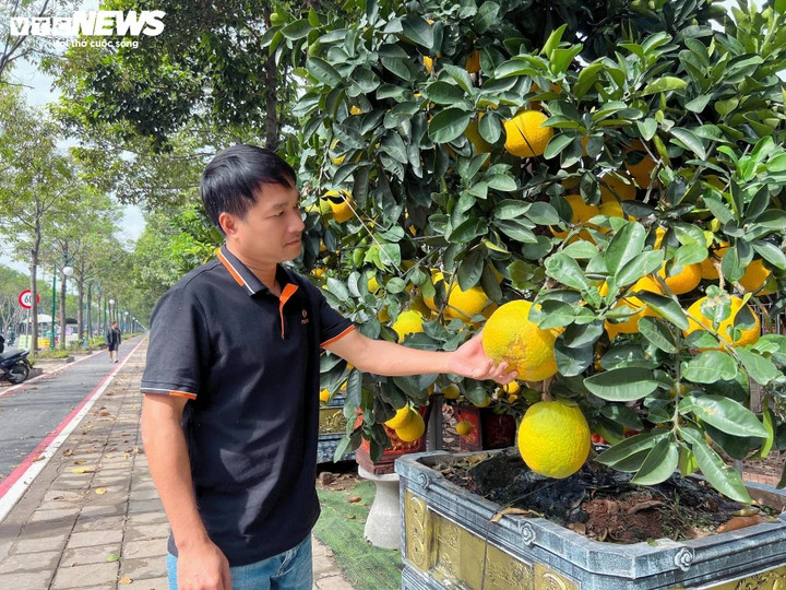 Anh Nguyễn Văn Nghĩa (phường Phước Long, TP.HCM) đi chọn mua bưởi Diễn. Anh cho rằng mức giá bưởi Diễn năm nay tăng nhưng có thể chấp nhận được. Vì để có được một cây bưởi đẹp trưng Tết, người làm vườn phải chăm sóc suốt cả năm và vận chuyển quãng đường dài từ Bắc vào Nam, đòi hỏi nhiều công sức và kỹ thuật.