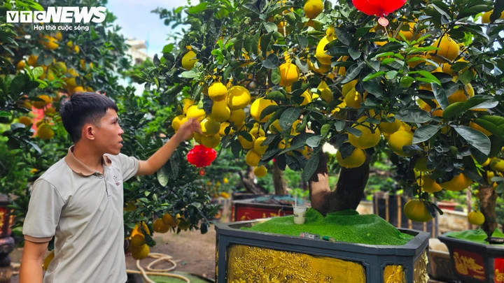 Theo anh Cao Quang Hà, chủ vườn Thanh Giang (368 Mai Chí Thọ, phường Bình Trưng, TP.HCM), từ đầu tháng 12 Dương lịch, những chậu bưởi Diễn đầu tiên đã được vận chuyển từ các tỉnh miền Bắc vào TP.HCM. Việc vận chuyển sớm giúp nhà vườn chủ động về chất lượng cây, đồng thời tạo lợi thế trước khi thị trường bước vào giai đoạn cao điểm sát Tết.