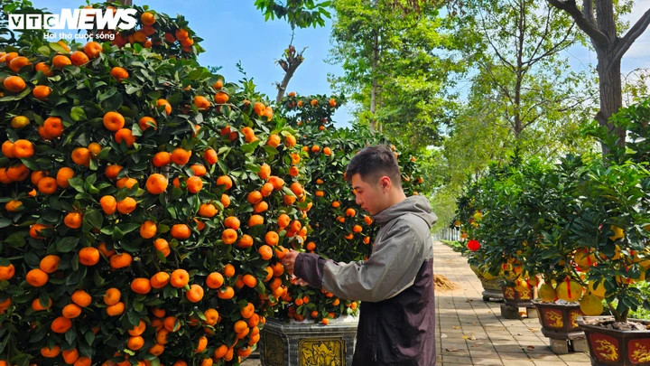 Hiện tại, lượng tiêu thụ tại một số vườn mới chỉ đạt khoảng 10%. Theo các chủ vườn, phần lớn giao dịch đến từ nhóm khách hàng cũ đổi cây, trong khi khách mới vẫn còn tâm lý cân nhắc do giá bưởi năm nay neo ở mức cao. Ngoài bưởi Diễn, nhà vườn cũng chuẩn bị thêm các chậu quýt chu sa để phục vụ khách dịp Tết.