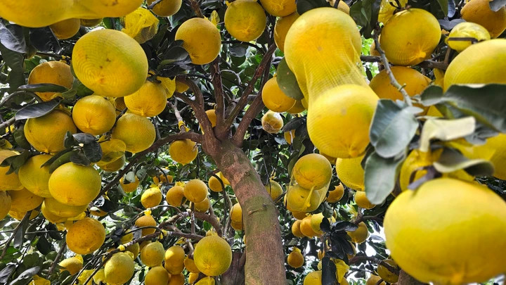 Về chất lượng, bưởi Diễn được đánh giá là loại cây cảnh có độ bền vượt trội. Nếu chăm sóc tốt, cây có thể giữ màu và dáng đẹp qua Tết, thậm chí chơi đến tháng 7 năm sau; một số cây có thể giữ trái đến tận tháng 10, tháng 11.