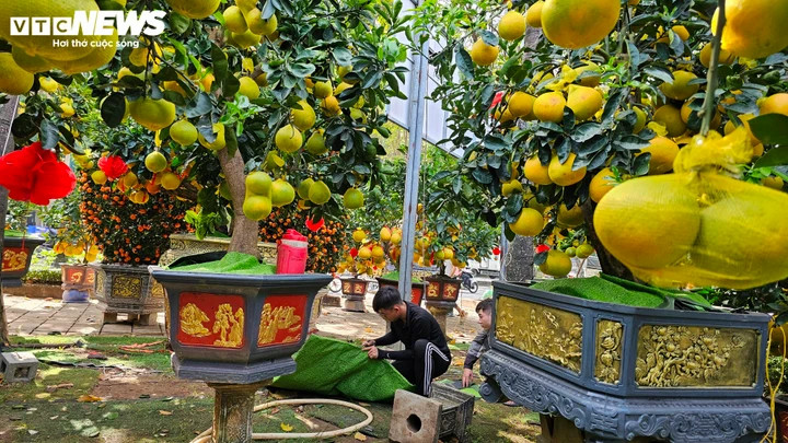 Do Tết năm nay đến muộn, nhà vườn chủ động không ép màu sớm mà để trái chỉ mới ửng vàng. Cách làm này giúp bưởi chín tự nhiên đúng dịp, màu sắc đẹp, hạn chế tình trạng nhanh xuống màu hoặc rụng trái sau Tết.
