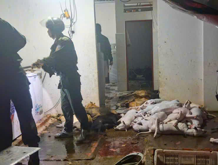 Đường dây trộm và giết mổ chó quy mô lớn tại Tây Ninh bị triệt phá - Ảnh 1.