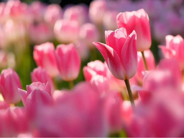 Qua đêm nay, Thần Tài đứng chờ trước cửa, 3 con giáp may mắn chạm đỉnh, Tài Lộc bùng nổ, đếm tiền sái tay, tương lai giàu sang không ai sánh bằng - Ảnh 1