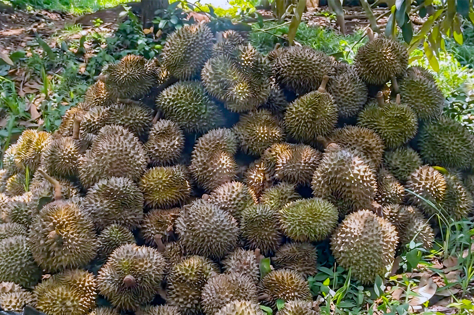 dong thap 503.jpg