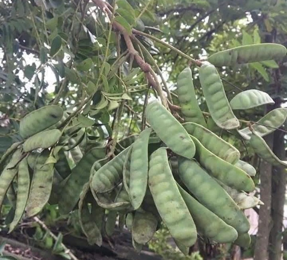 Công dụng một loại cây dùng gội đầu nằm trong danh mục cấm trồng ở Hà Nội插图 cây bồ kết .jpeg