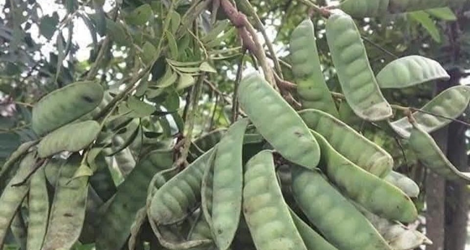 Cây có thân, lá chứa chất độc bị Hà Nội đưa vào danh mục cấm trồng nơi công cộng插图1 Cây có thân, lá chứa chất độc bị Hà Nội đưa vào danh mục cấm trồng nơi công cộng插图1