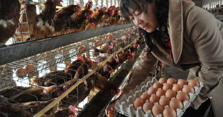 Các chuyên gia cảnh báo rằng việc rửa trứng rồi đem đông lạnh có thể tiềm ẩn nguy cơ gây chết người. (Ảnh: Visual China)