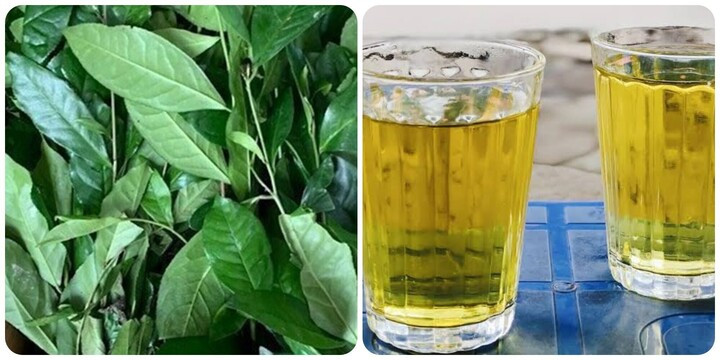 Nước trà xanh mang lại nhiều lợi ích cho sức khỏe