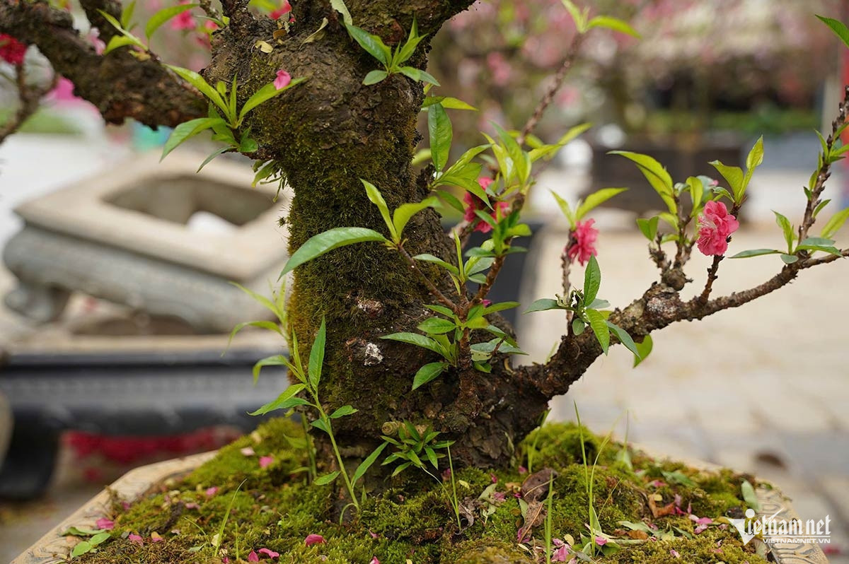 W-dao that tho 1.jpg