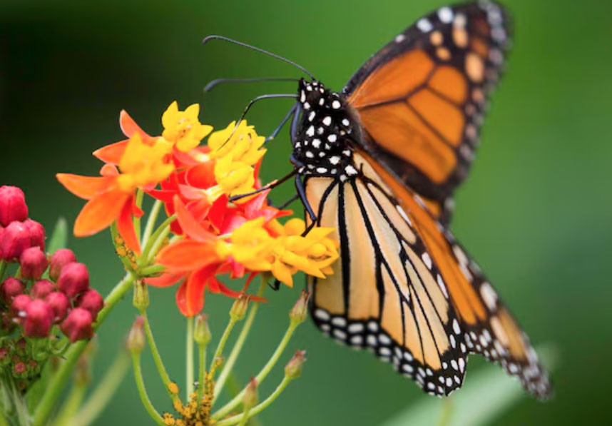 Số cuối ngày sinh Âm lịch tiết lộ người khôn ngoan: Càng lớn tuổi càng phát tài - Ảnh 4.