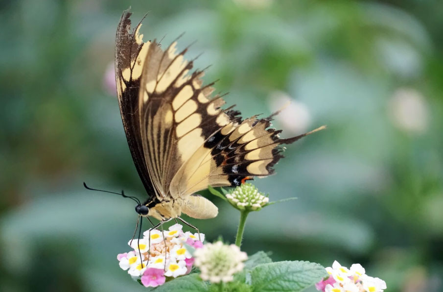 Số cuối ngày sinh Âm lịch tiết lộ người khôn ngoan: Càng lớn tuổi càng phát tài - Ảnh 1.
