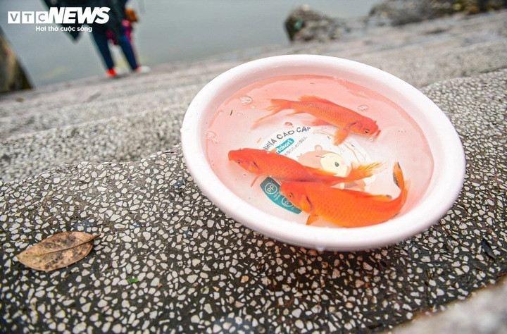 Cúng cá chép bằng sự nâng niu để thực hành lòng từ bi.