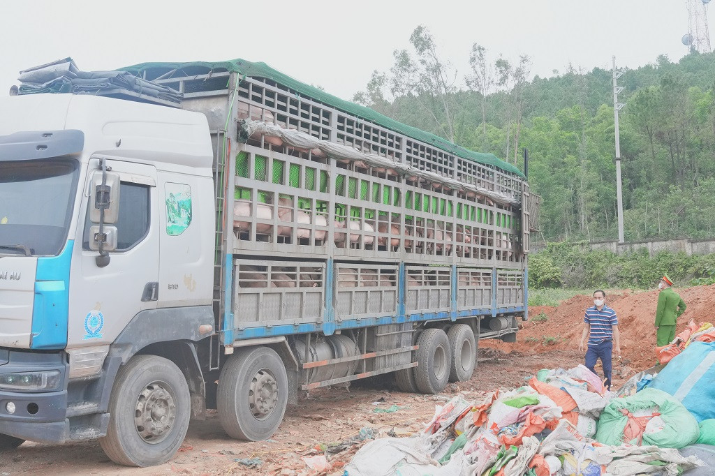 a lợn châu.jpeg