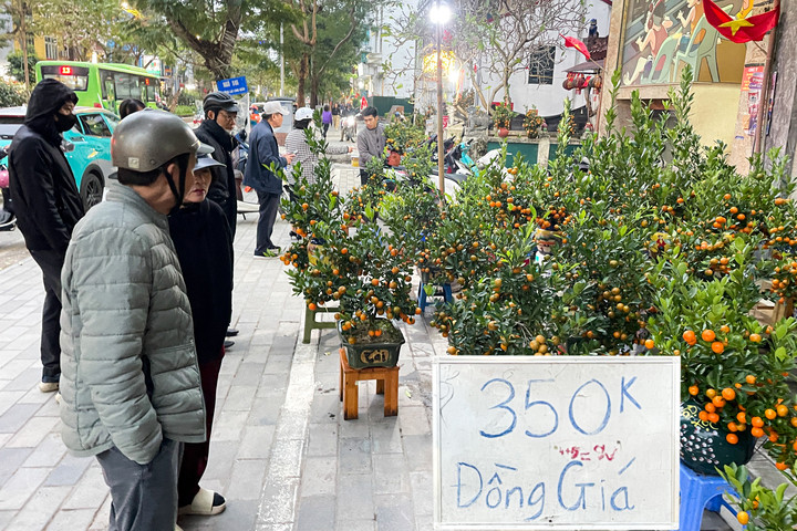 Giữa cao điểm sát Tết 2026, tiểu thương bất ngờ xả đào, quất thu hồi vốn插图 Một tiểu thương treo biển bán đồng giá 350.000 đồng/cây quất trên đường Lạc Long Quân, Hà Nội.