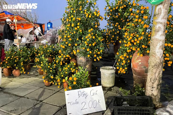 Giữa cao điểm sát Tết 2026, tiểu thương bất ngờ xả đào, quất thu hồi vốn插图1 Muốn thu hồi vốn sớm, tiểu thương này hạ giá quất xuống 200.000 đồng/cây.
